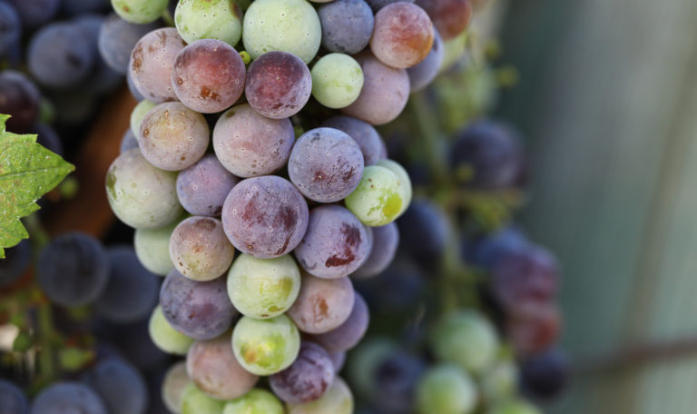 Extreme close-up of purple, red, and green grapes in a cluster on the left.