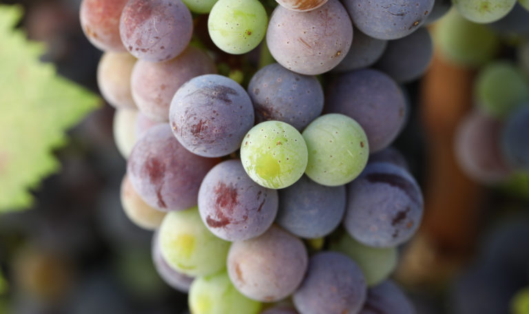 Extreme close-up of a green and purple cluster of grapes with a blurred vignette.