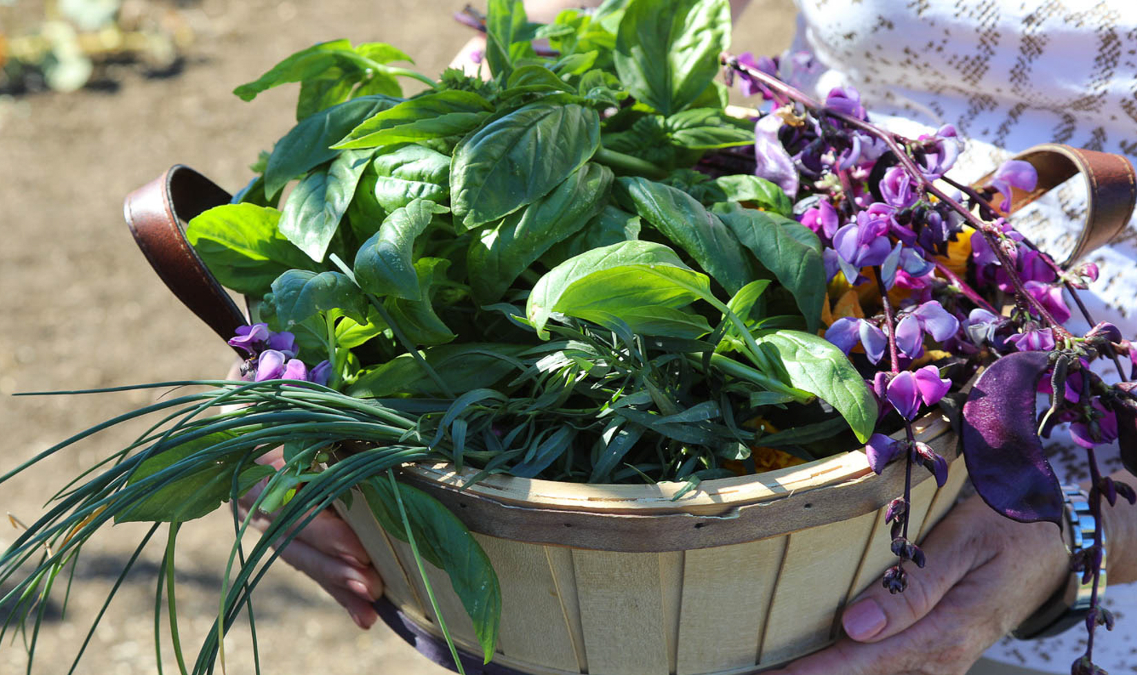 close up of basket full of garden vegetables and herbs