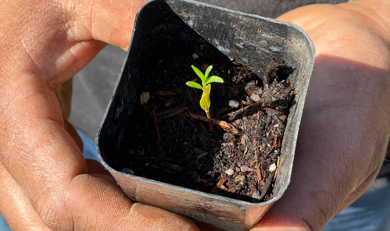 close up of hands holding baby plant