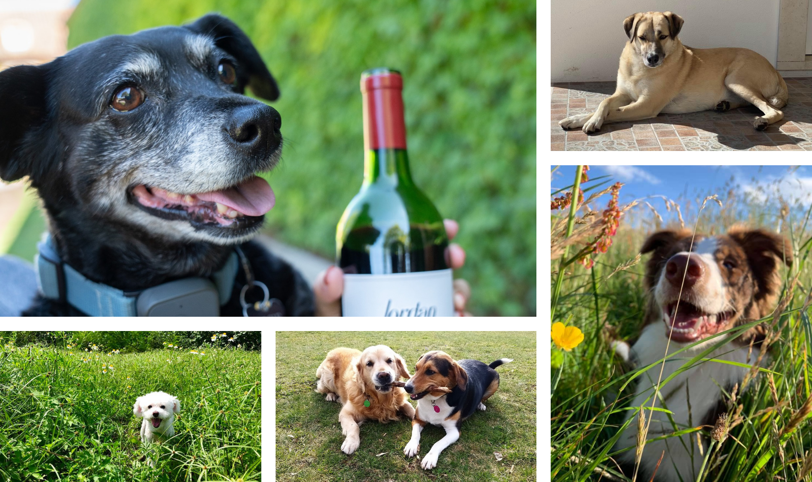 photo collage of dog photos laying in the grass