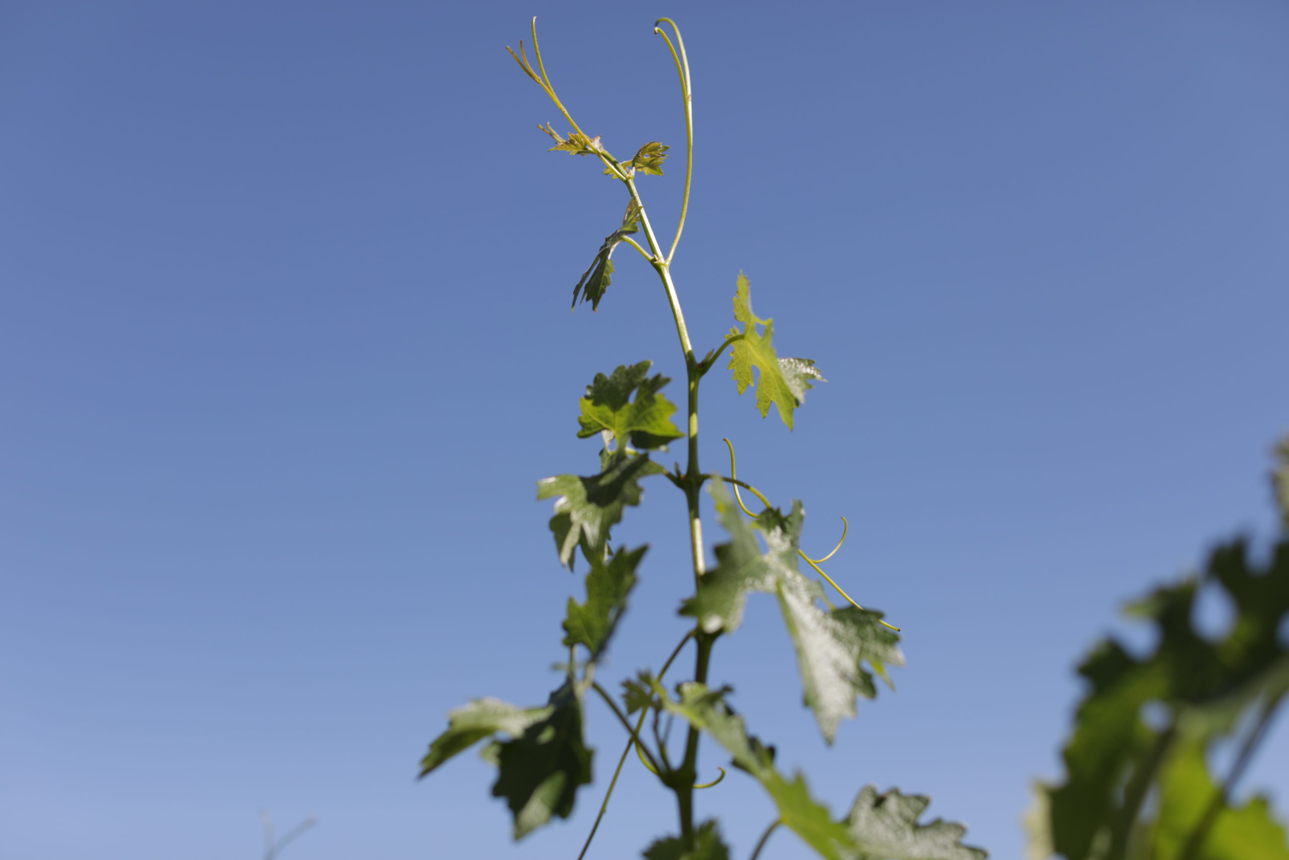 green grapevine in the blue sky