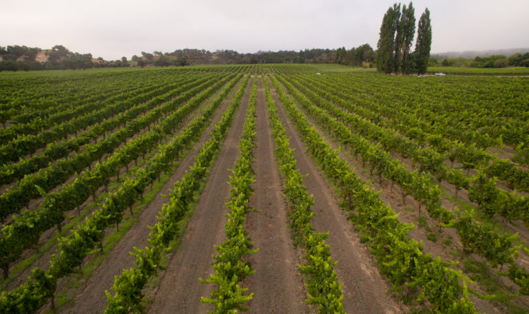 Wide, high-angle photo looking down rows of vibrant green vineyards. Hills with oak trees are far in the background.