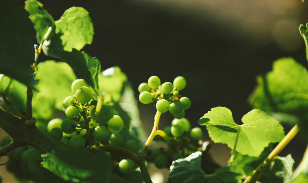 Early morning sun shining on a new small cluster of green grapes surrounded by leaves.
