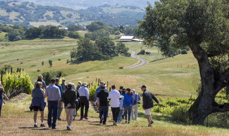 Rear view of a group of people walking down a vineyard path. An oak tree curves in from the right. Ahead of them after a small hill is a trail leading to trees and a barn.