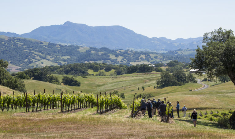 Valley vineyard landscape with people visiting the last row on the right. The middle and background are rolling hills covered in oak trees.