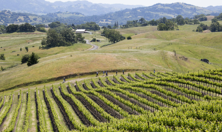 Looking down from the top of a vineyard-covered hill towards a trail with people. The middle and background are rolling hills covered in oak trees. Left centered is a trail leading to a barn with a white roof.