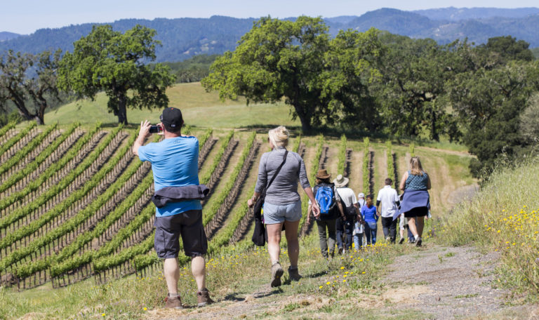 Rear view of people hiking on a trail to rows of vineyards. The last man on the left stops to take a picture with his phone. Ahead of them are oak trees and mountains.