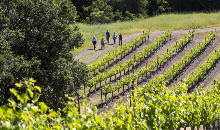 Distance shot of 5 people hiking down a trail between an oak tree and rows of vineyards. Grape leaves line the foreground.