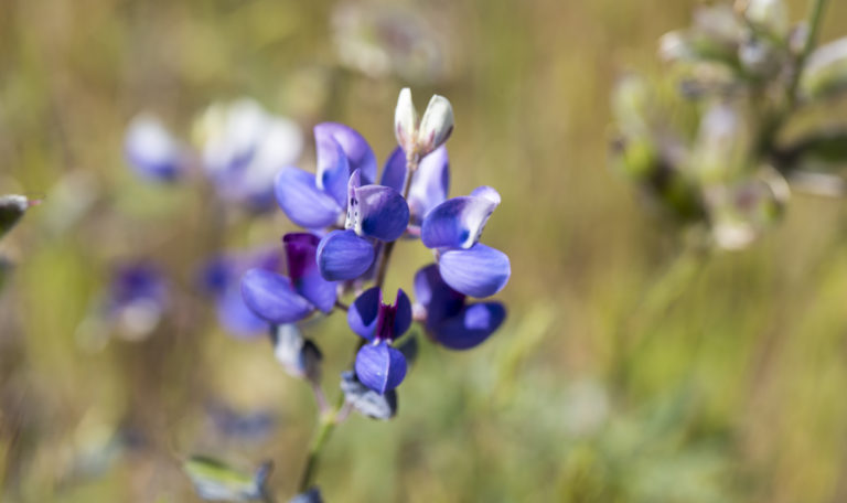 Close-up of purple and white skullcap flowers.