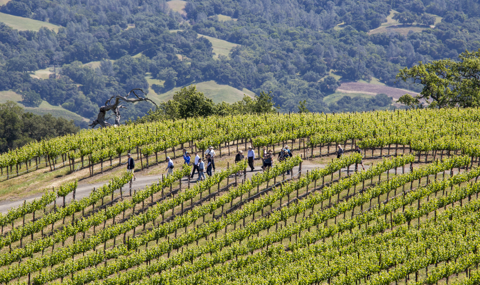 Distance shot of people walking a trail through a sea of vineyards. Oak trees scatter the hills in the back.