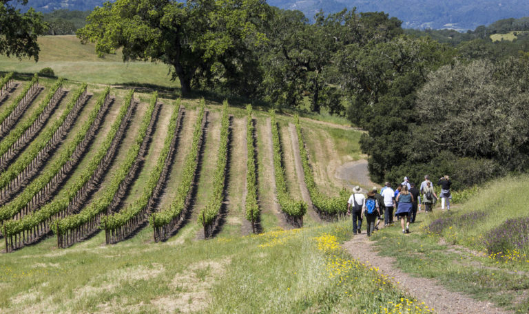 Vineyard rows descending from the left with people hiking down a trail. Along the top and right are oak trees.