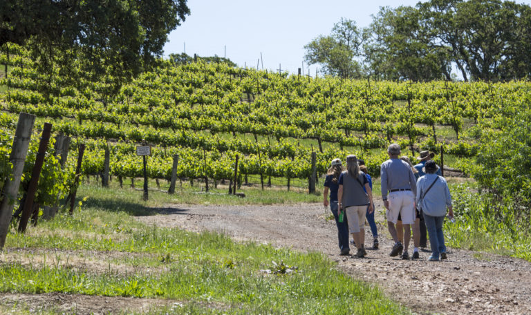 A small group hikes up a trail from the right towards a vibrant green vineyard.
