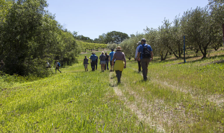 Rear view of people hiking a grassy trail next to an olive orchard. They curve left into a group of oak trees.