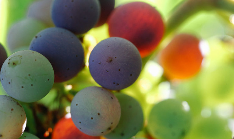Extreme close-up of sun shining through a cluster of red, purple, and green grapes.