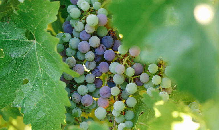 Peaking through leaves at bundles of big red, green, and purple grapes.