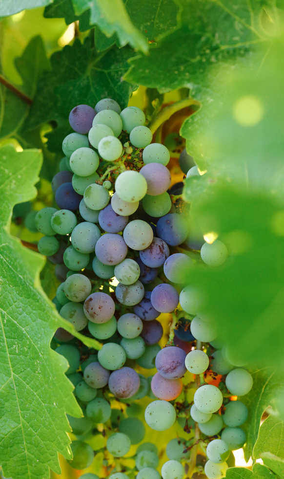 Peaking through leaves at bundles of big red, green, and purple grapes.