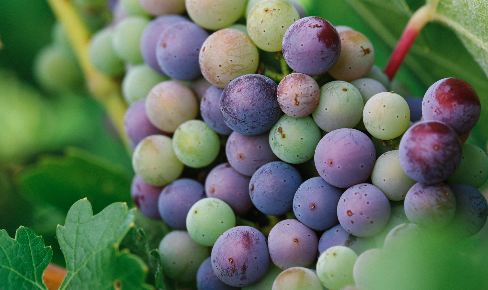 Close-up of a big red, purple, and green grape cluster surrounded by leaves.