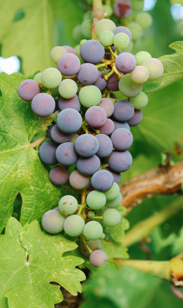 Close-up of a cluster of purple and green grapes surrounded by vibrant leaves.