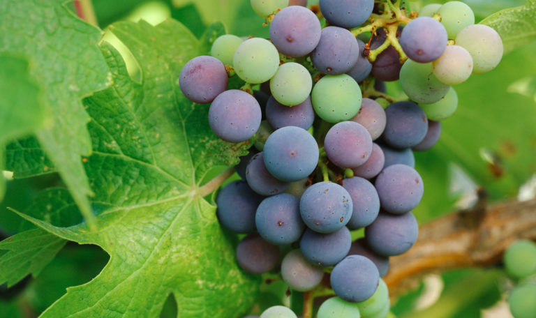 Close-up of a bundle of red and green grapes to the right of vibrant leaves.