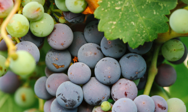 Extreme close-up of purple grapes on the vine surrounded by a leaf and green grapes.