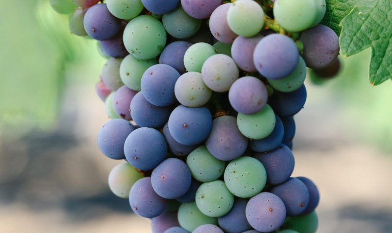 Close-up of a cluster of green, purple, and red grapes.