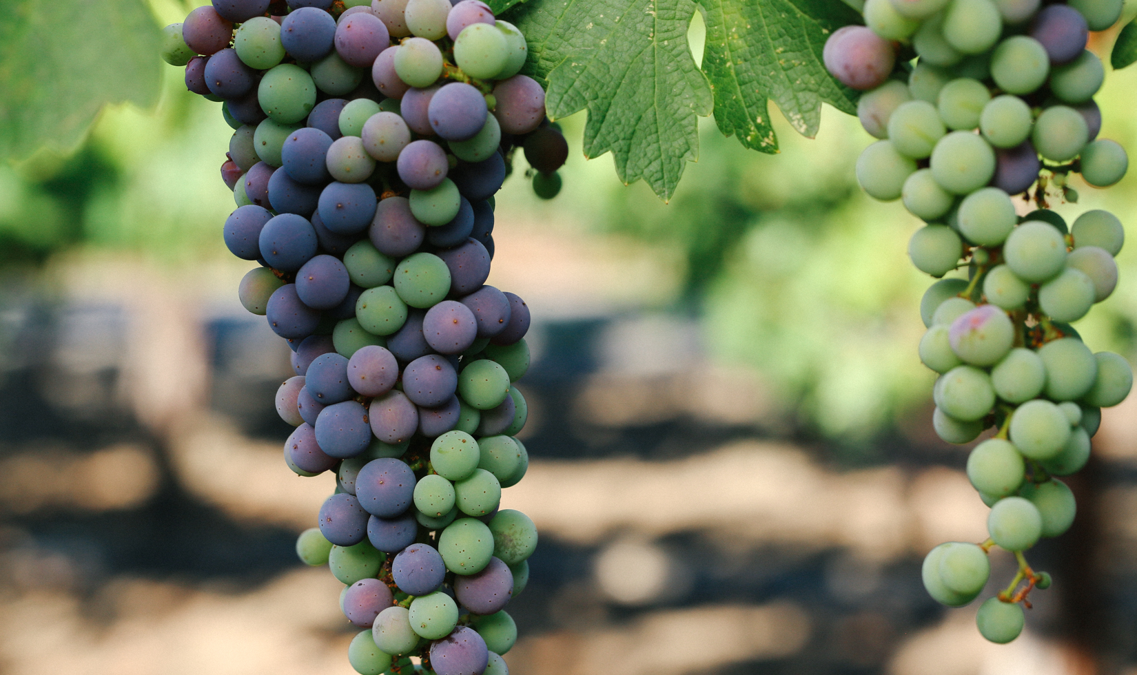 2 hanging bundles of purple, red, and green grapes.