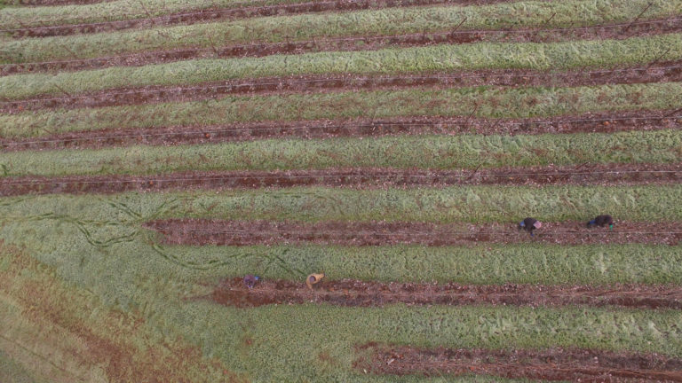 Aerial view of vineyard rows in winter. There are 4 workers and the grass is covered in frost.