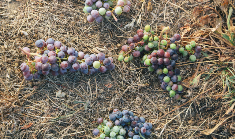 Aerial view of 4 green, purple, and red grape clusters on hay covered ground.