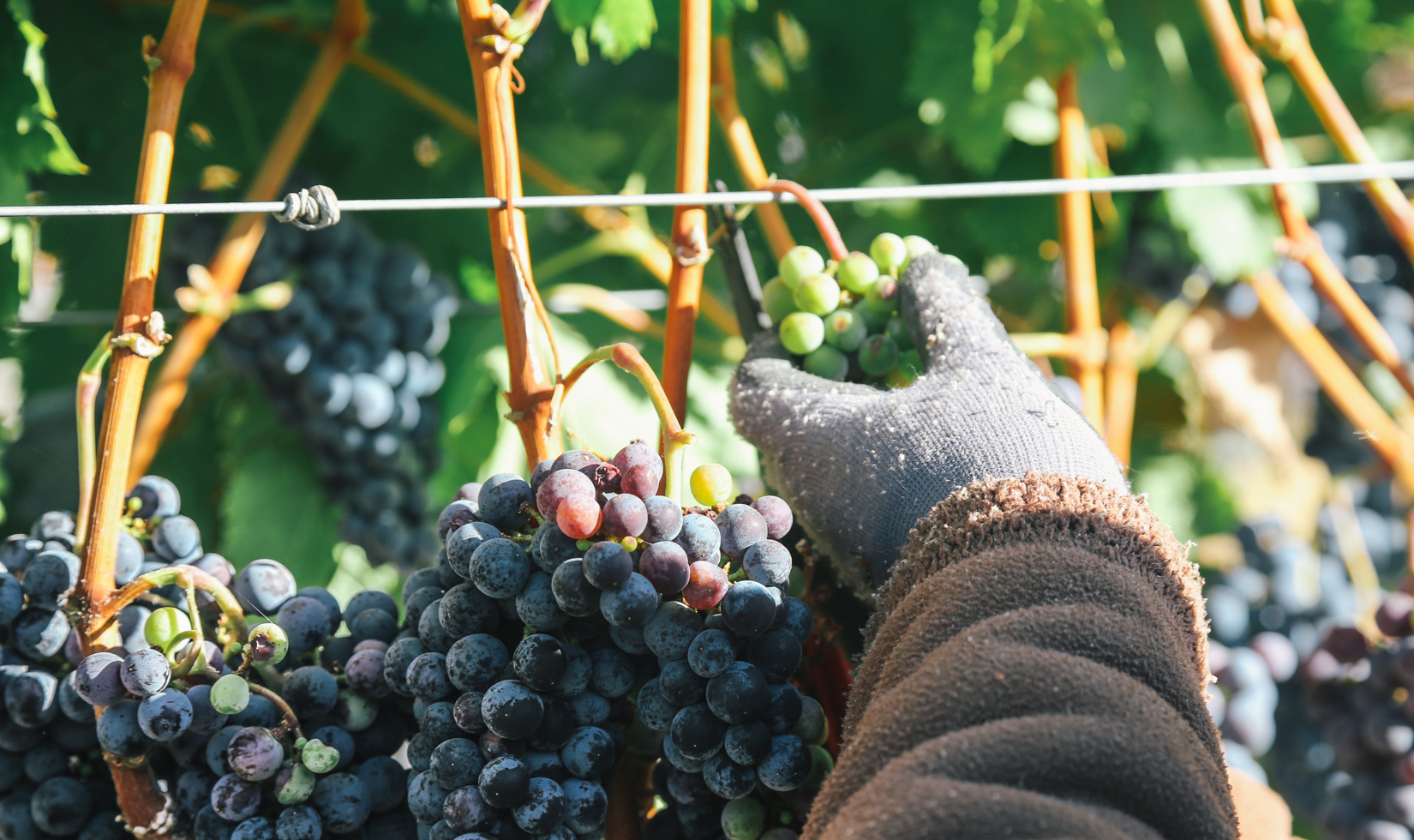 Purple grape bundles hanging on the vine. A gloved hand comes up from the bottom right grasping a green cluster.