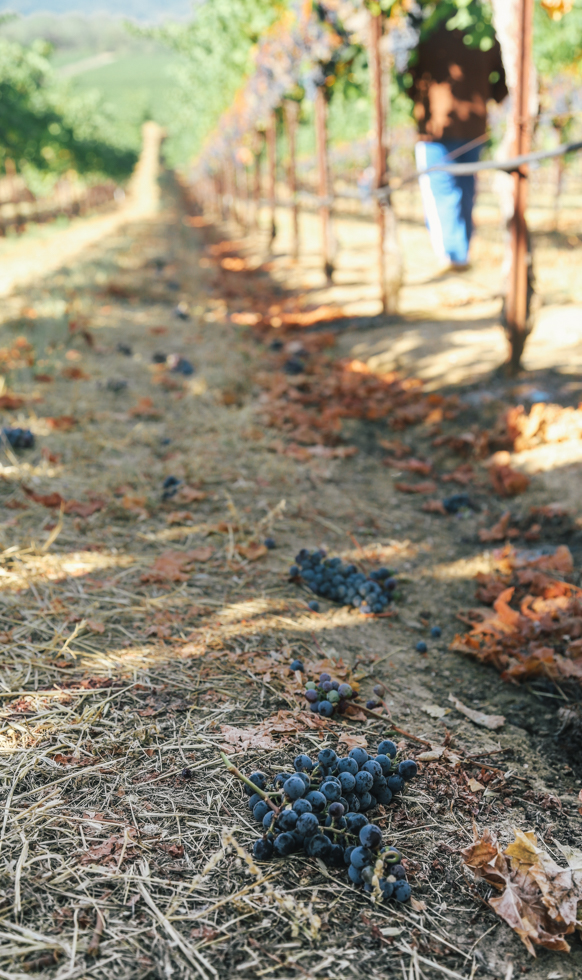 Looking down the barren row of a vineyard with purple grape bundles on the ground. A person in jeans and a brown jacket walks down the row to the right in the background.