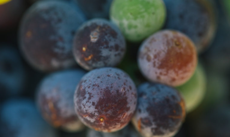 Extreme close-up of purple, red, and green grapes.