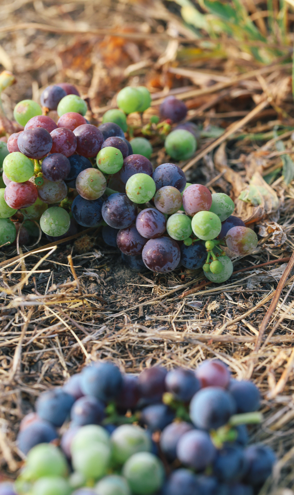 2 clusters of purple, green, and red grapes on hay covered ground.
