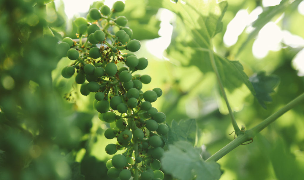 Backlit cluster of young green grapes with vignetted leaves.
