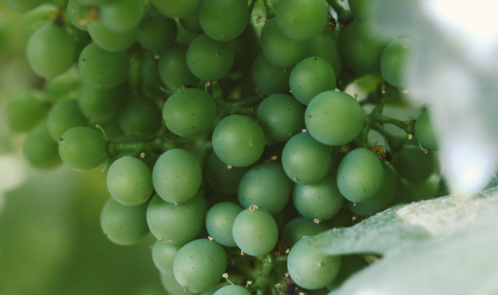 Extreme close-up of young green grapes vignetted by leaves.