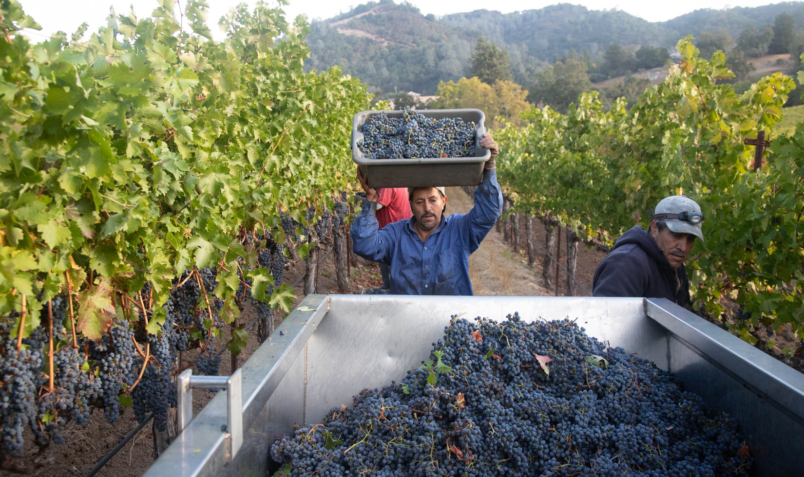 Worker in blue shirt about to pour a harvest of purple cabernet grapes into a silver bin in the vineyards.