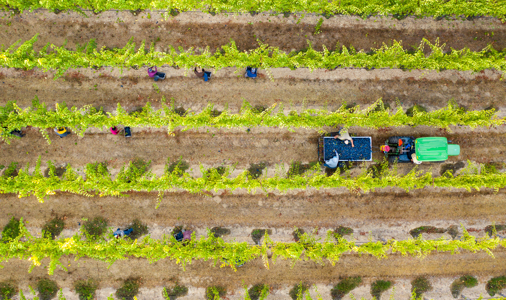 Aerial view of grape harvesters in a vineyard with a tractor pulling a full cart load of purple grapes.