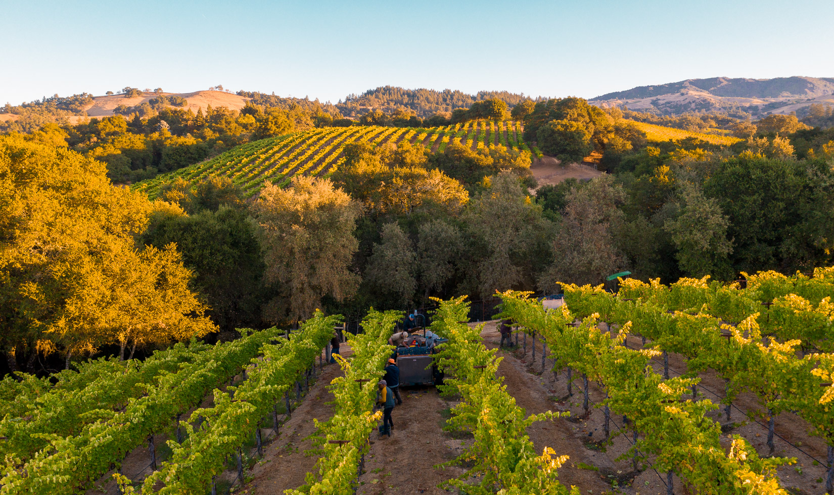 Rows of vineyards at sunset with grape harvesters and a tractor. In the background are rolling hills of golden vineyards and oak trees.