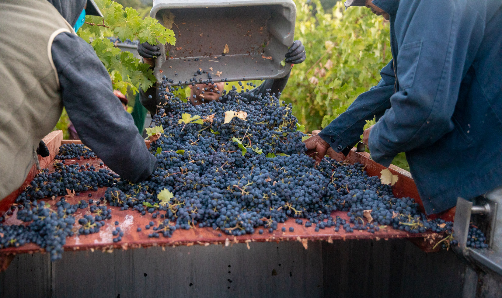 Workers collecting leaves from a freshly harvested bucket of purple cabernet sauvignon grapes as they are being poured onto the selection surface.