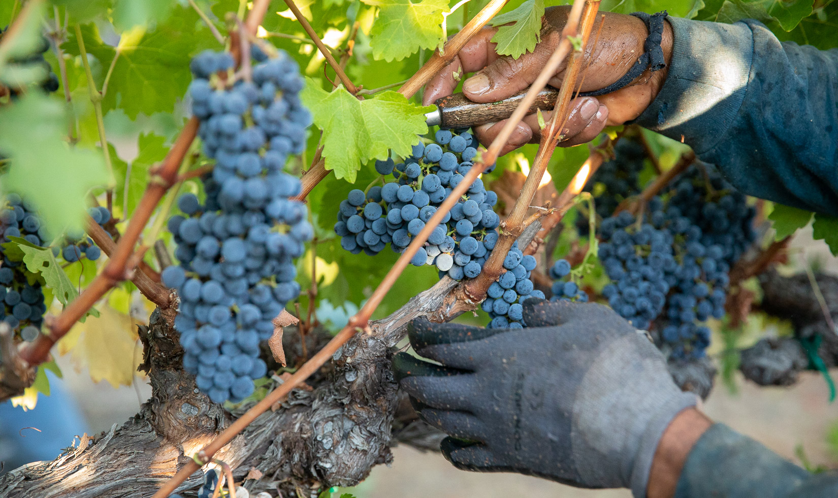 A pair of hands harvesting a purple bundle from the vine with a grape-hook.