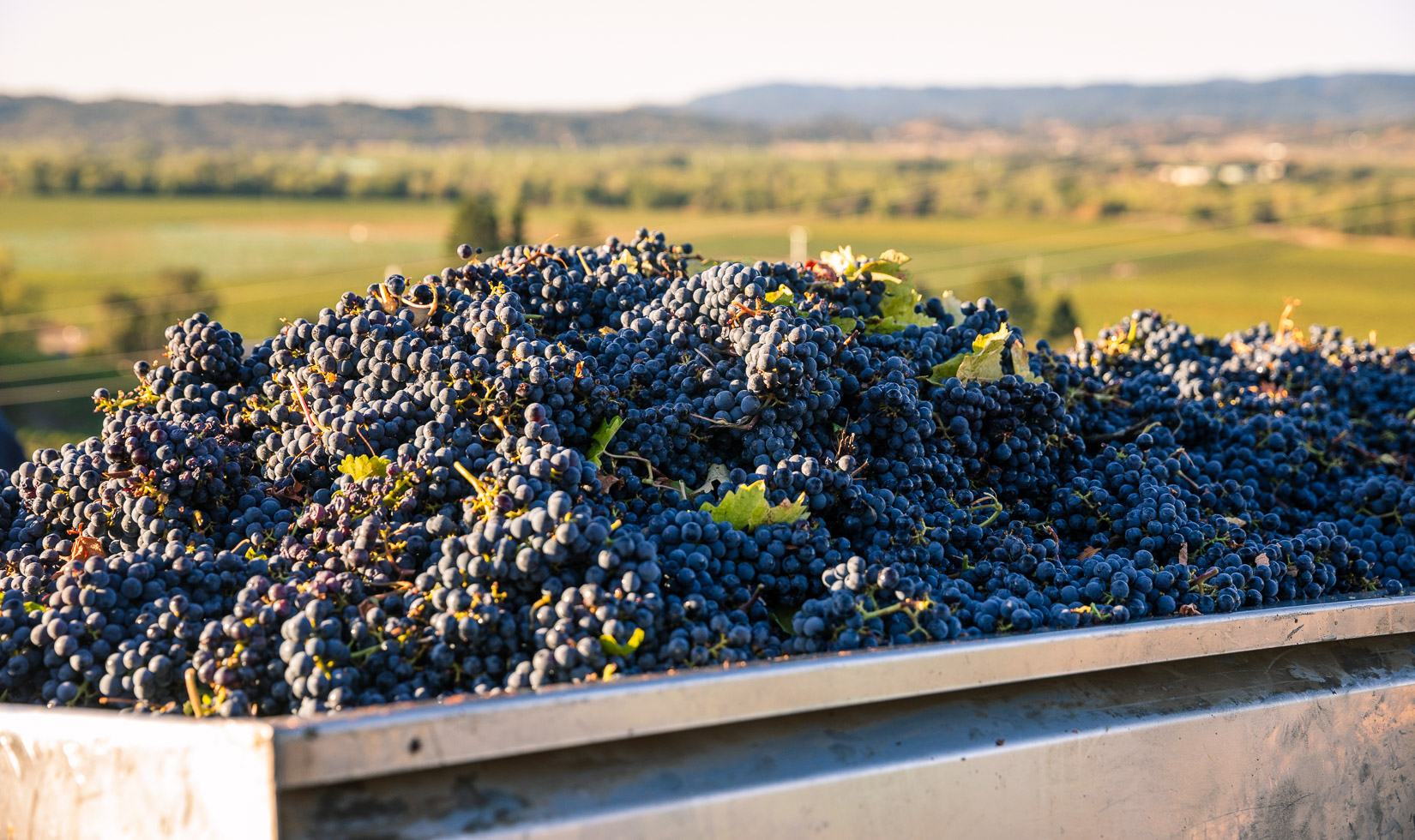 Large harvest of purple cabernet sauvignon grapes in a vat overlooking a lush green valley.