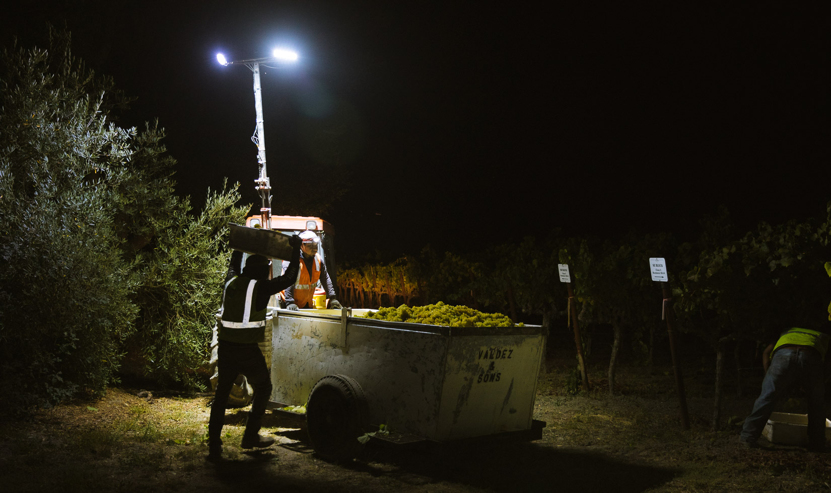 Wide shot of grape harvesters at night pouring a bucket of green chardonnay grapes into a large, full vat behind a tractor in the vineyards.