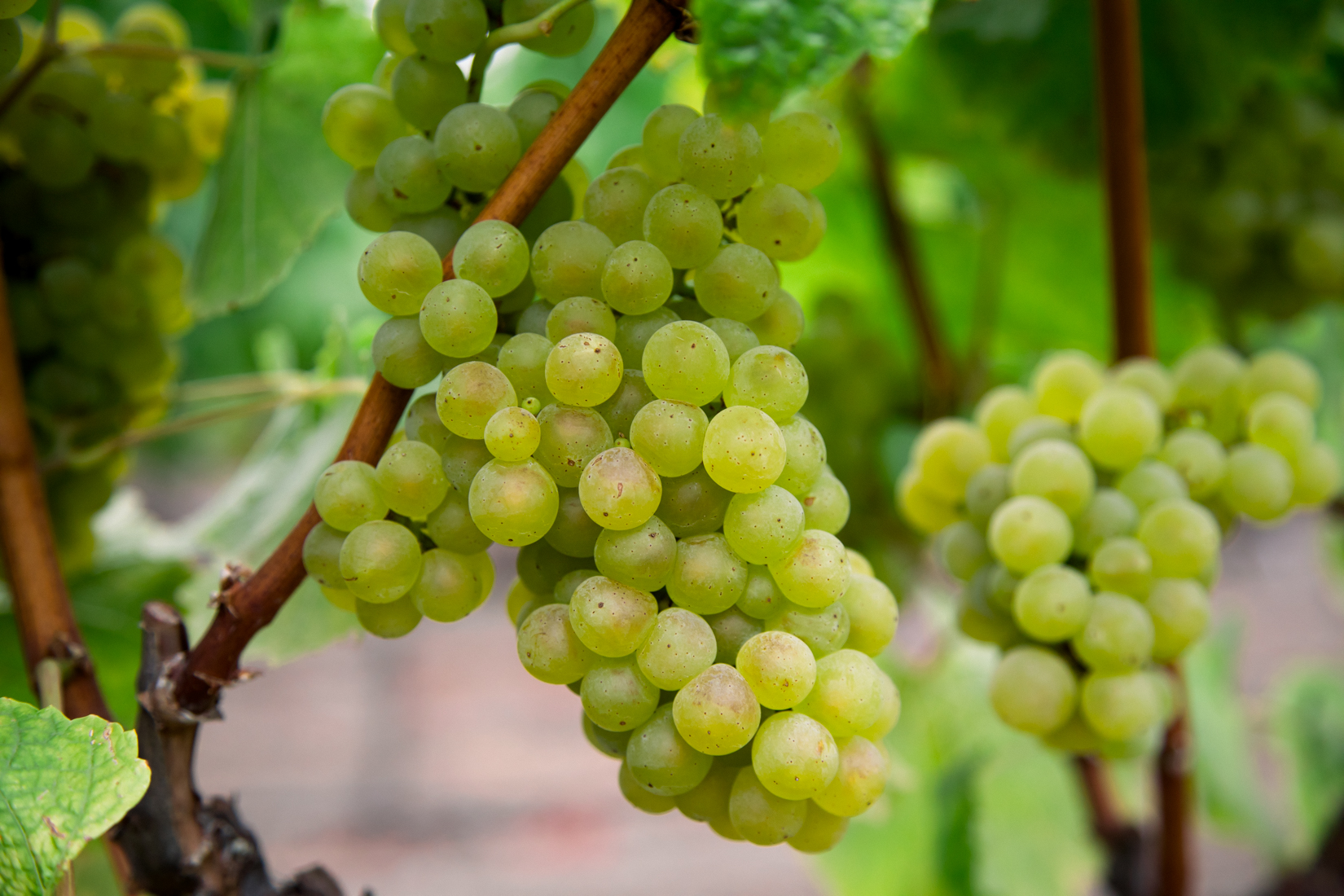 Close-up of green chardonnay grapes on the vine with a second bundle behind.