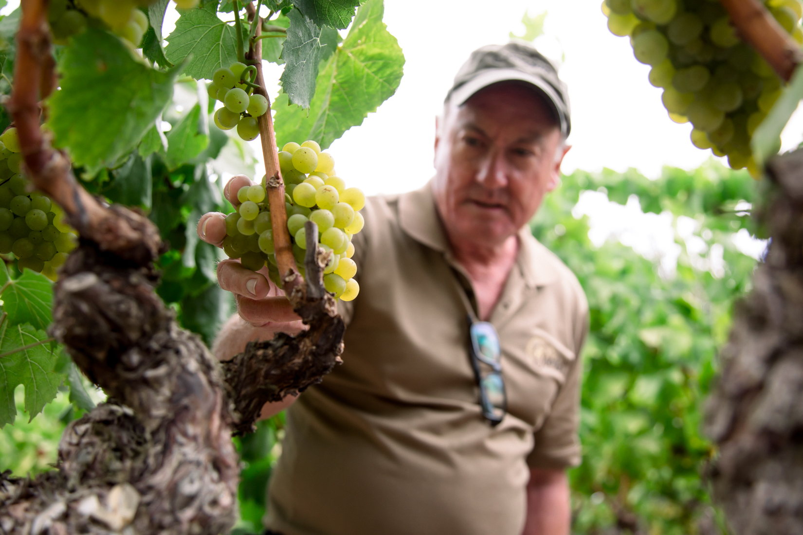 Man in a brown shirt and baseball cap reaches for a green bundle of grapes on the vine.