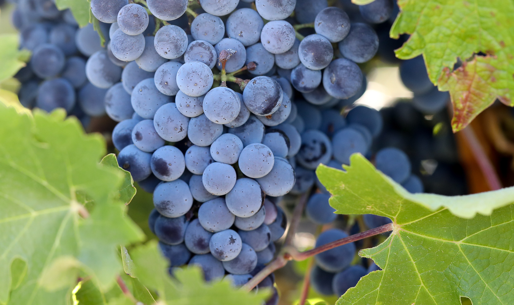 cabernet sauvignon grape clusters hanging on vine