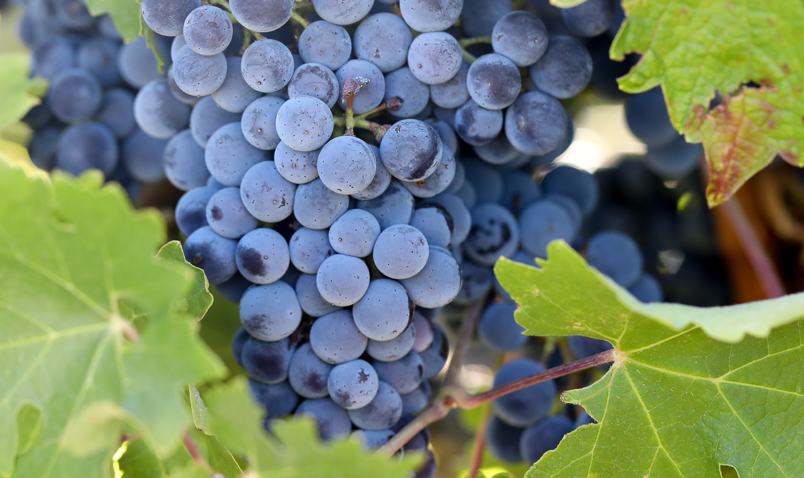 Why 2019 is a Great Vintage for Sonoma Cabernet Sauvignon