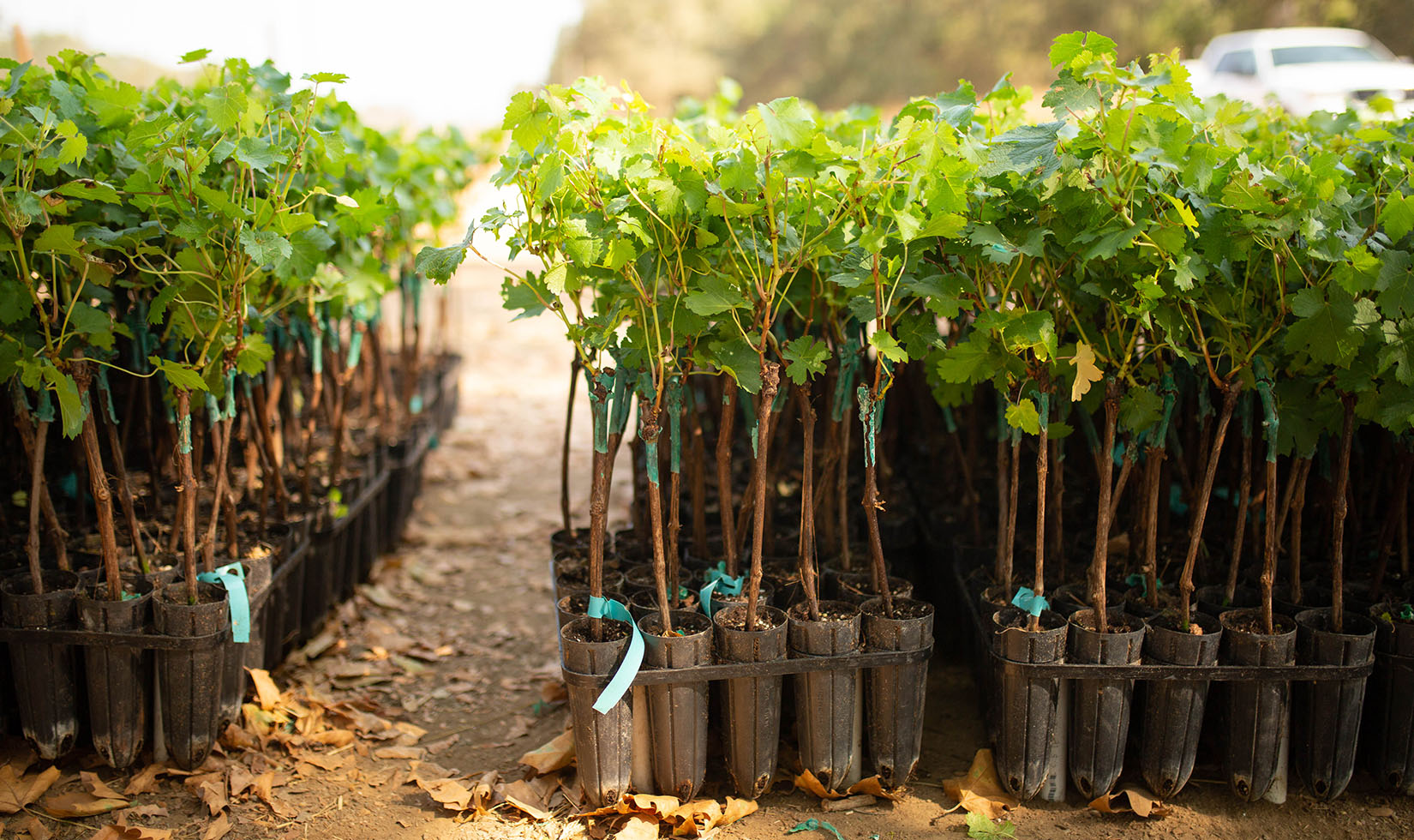 New grapevines in black plastic tubs