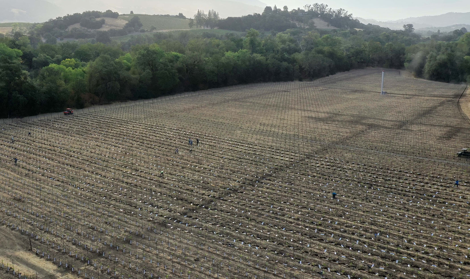 Aerial view of a vineyard block being replanted with people and tractors