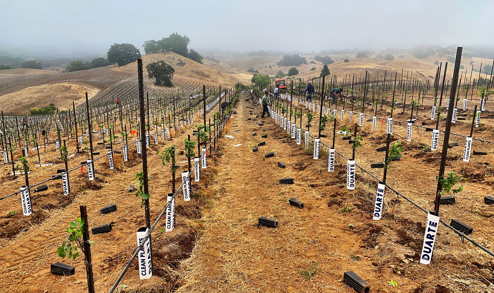 Newly replanted vineyard with white boxes around vines