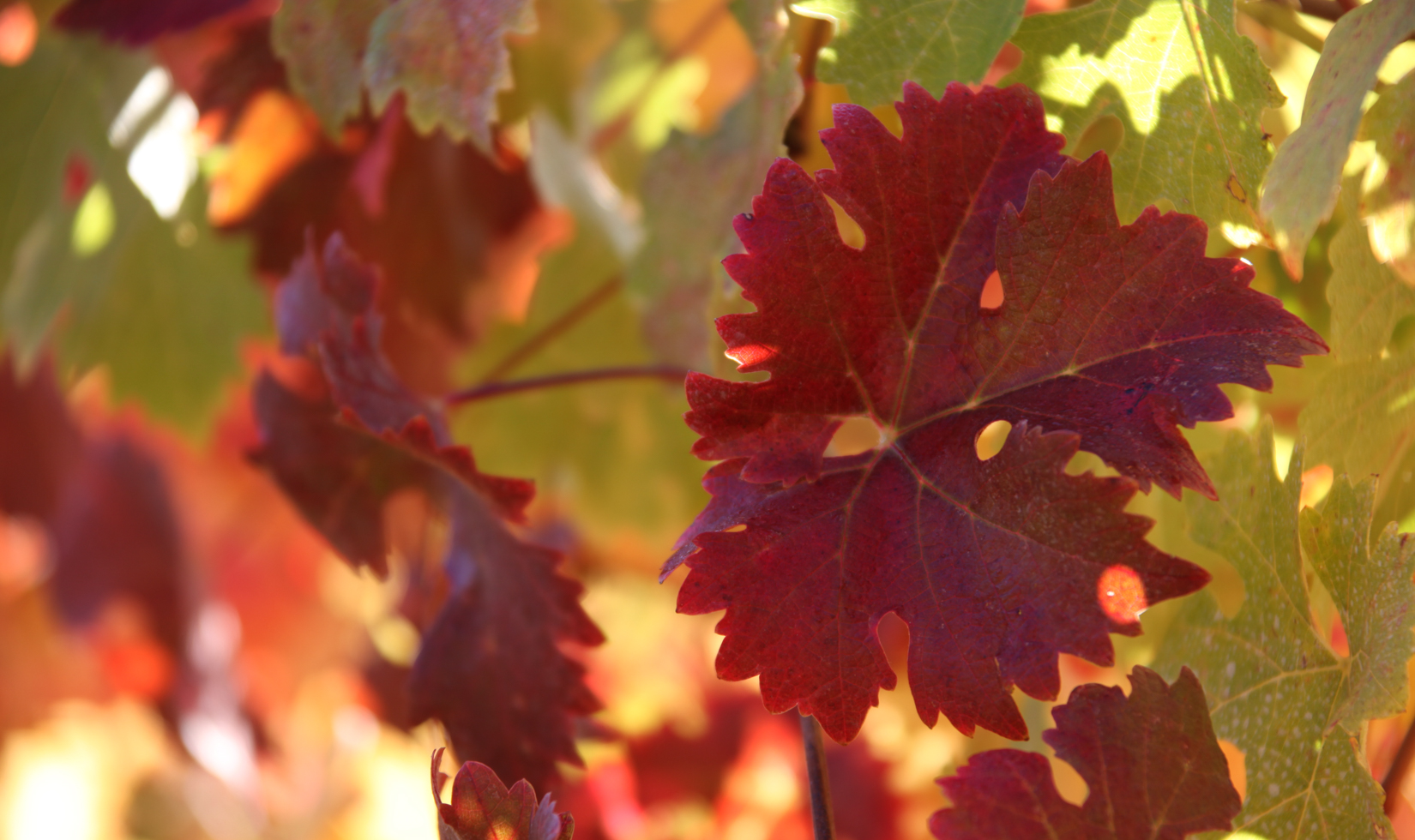 close up of red leaves on vineyard row